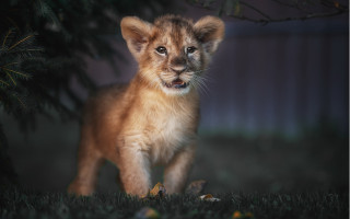 Lion cub night field blurry - daniel lieske free wallpaper for desktop