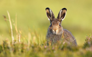 Rabbit surprised ears blue eyes - a rabbit free wallpaper