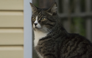 Cat sad outside house felix - a house in the background free wallpaper for desktop