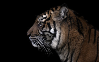Tiger black background white stripe - a tiger free wallpaper for desktop
