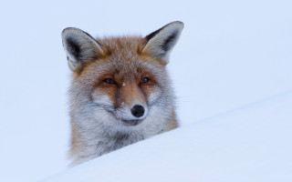 Red fox snowy hill furry - a nose free wallpaper