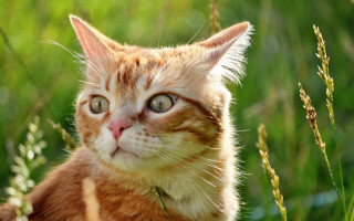 Cat grass outdoors blurry depth - ascii art free wallpaper