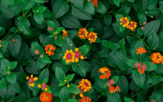 Orange yellow flower field green - choi buk free wallpaper