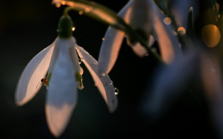 Flower water drops macro bokeh - petal and a blurry background free wallpaper