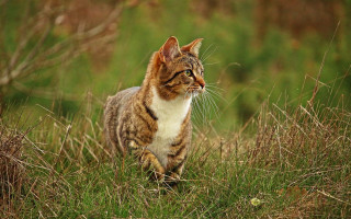 Cat grassy field nature blurry - the background and a blurry background behind free wallpaper for desktop