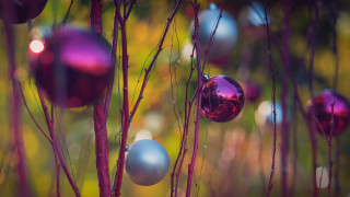 Ornaments tree branch field bokeh - ornament free wallpaper
