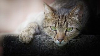 Cat green eyes ledge macro - green eye free wallpaper