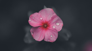 Pink flower water droplets macro 34 - petal free wallpaper