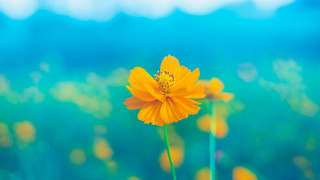 Yellow flower field summer blue - a yellow flower free wallpaper