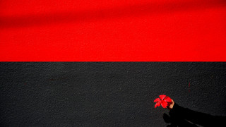 Person holding red flower minimalist - composition free wallpaper