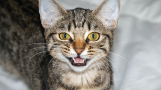 Black cat open mouth blue - its mouth open free wallpaper