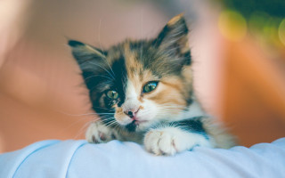 Kitten arm sad cute blurry - a kitten free wallpaper for desktop