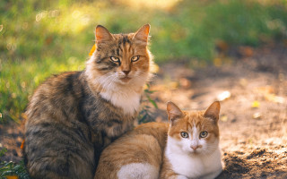 Cats grass dirt park orange - two cat free wallpaper for desktop