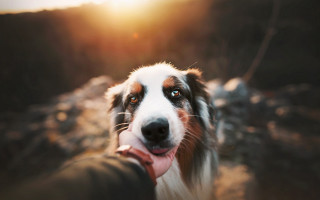 Dog human holding sunshine renaissance - renaissance free wallpaper
