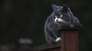Black cat fence post serious - a wooden fence post free wallpaper