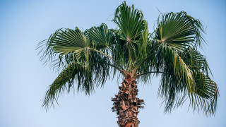 Palm tree blue sky beach - a few leaf free wallpaper