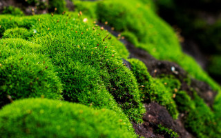 Mossy leaves blurry background nature - small leaf free wallpaper