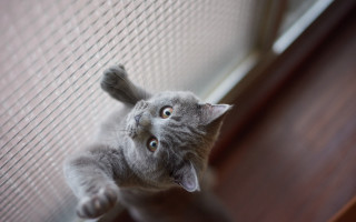 Cat trying to photograph blurry - ascii art free wallpaper