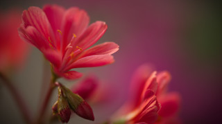 Pink flower closeup blurry background 13 - a blurry background behind free wallpaper