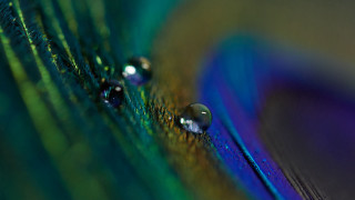 Peacock feather water drops holography 2 - feather free wallpaper for desktop
