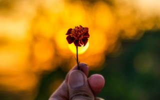 Flower sunset blurry background autumn - daniel lieske free wallpaper for desktop