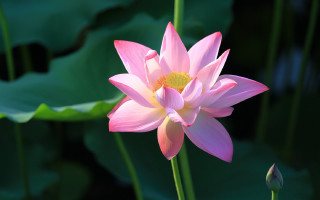 Pink flower yellow center lily - simple form free wallpaper