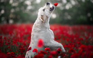 Dog red flowers autumn blood - tongue free wallpaper for desktop