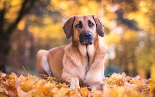 Autumn leaves dog blurry fire - a dog free wallpaper for desktop