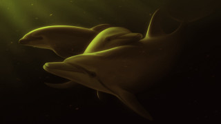 Dolphins sunlit water photorealism digital - sunlight free wallpaper for desktop