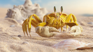 Yellow crab beach sand shells - a sandy beach free wallpaper