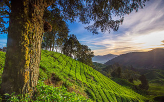 Tree hill tea plantation sunset - ada hill walker free wallpaper for desktop
