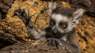 Small animal yellow eyes rock - a rock wall free wallpaper