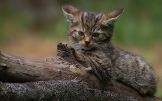 Kitten tree branch forest blurry 2 - sharp claw free wallpaper for desktop