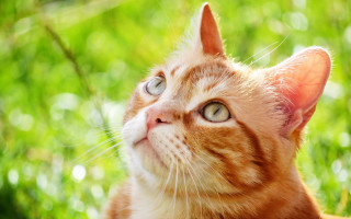 Cat looking up blurry background 5 - a blurry background of grass and trees free wallpaper