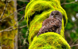 Owl mossy branch forest nature - a owl free wallpaper