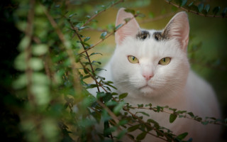 White cat green eyes sitting - closed free wallpaper