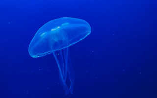 Jellyfish blue ocean hologram sky - jellyfish free wallpaper
