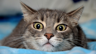 Curious black cat blurry background - a curious look free wallpaper