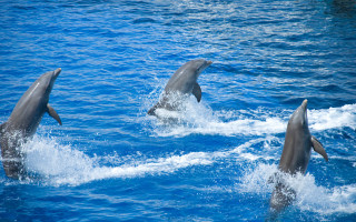 Dolphins playing ocean bubbles waves - the ocean together free wallpaper