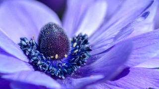 Purple flower blue center yellow - a blue center free wallpaper