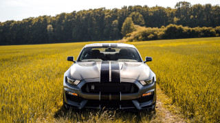 Mustang car field forest autumn - matte free wallpaper