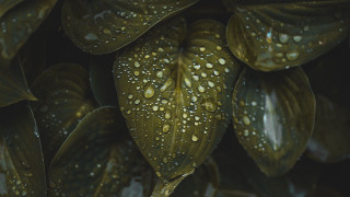 Leaves water droplets dark background - a close up of a bunch free wallpaper for desktop