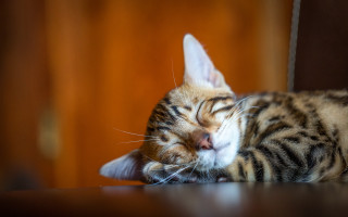 Cat sleeping table closeeyes art - the table top free wallpaper