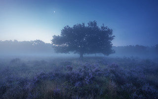 Mystical foggyfield tree stars moon - arie smit free wallpaper