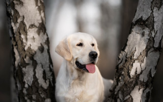 Dog sitting tree smiling shiba - its tongue free wallpaper