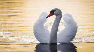 Swan swimming water wings backlit - a swan free wallpaper