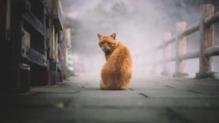 Cat fence gate fog person - the ground in front free wallpaper