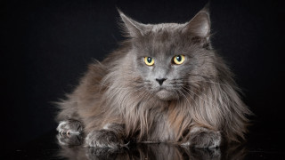 Fluffy gray cat yellow eyes 2 - grey free wallpaper