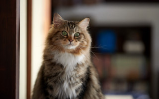 Cat regal green eyes blurry - regal free wallpaper