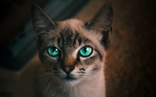 Black cat green eyes macro 6 - symmetrical eye free wallpaper